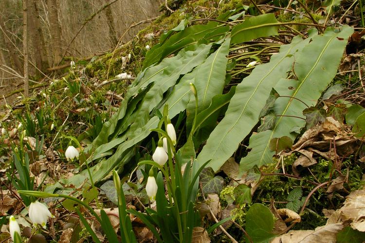 Asplenium scolopendrium.