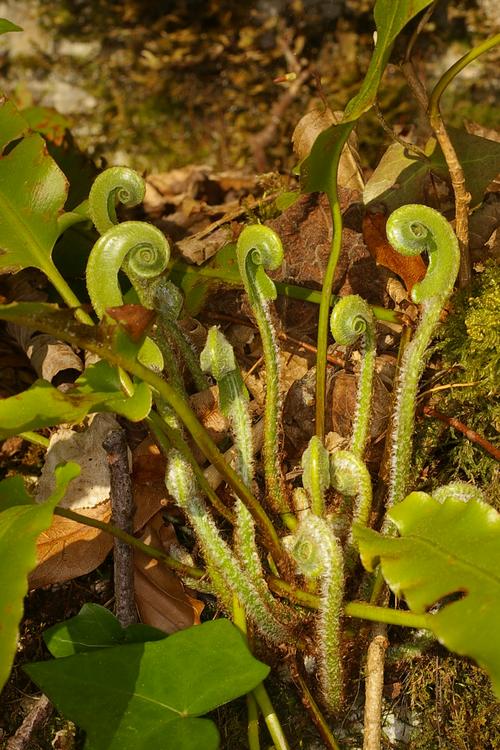 Asplenium scolopendrium.