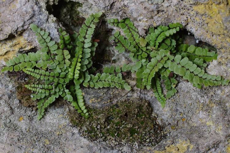 Asplenium trichomanes ssp. pachyrachis.