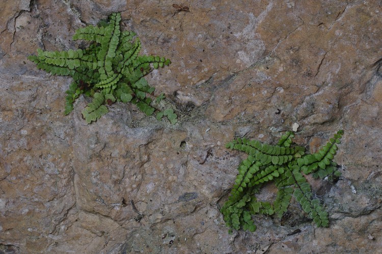 Asplenium trichomanes ssp. pachyrachis.