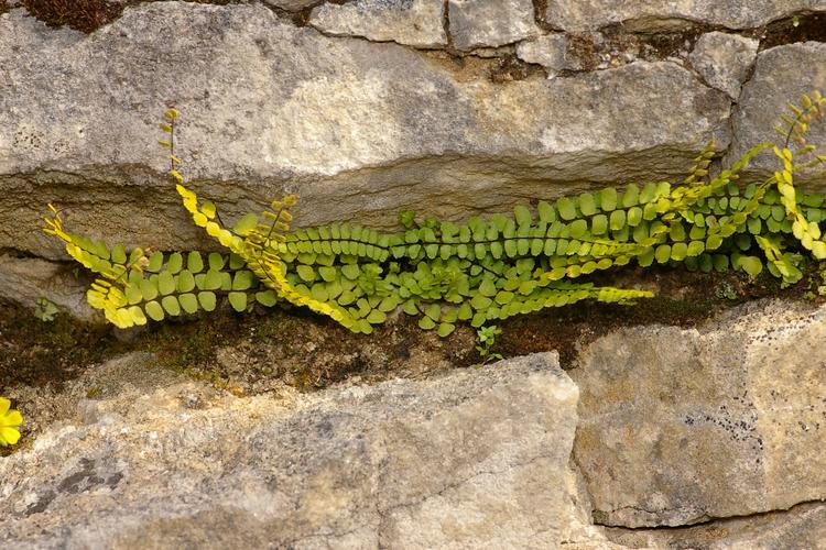 Asplenium trichomanes ssp. quadrivalens.