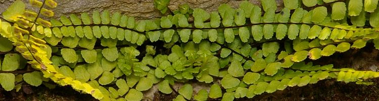 Asplenium trichomanes ssp. quadrivalens.