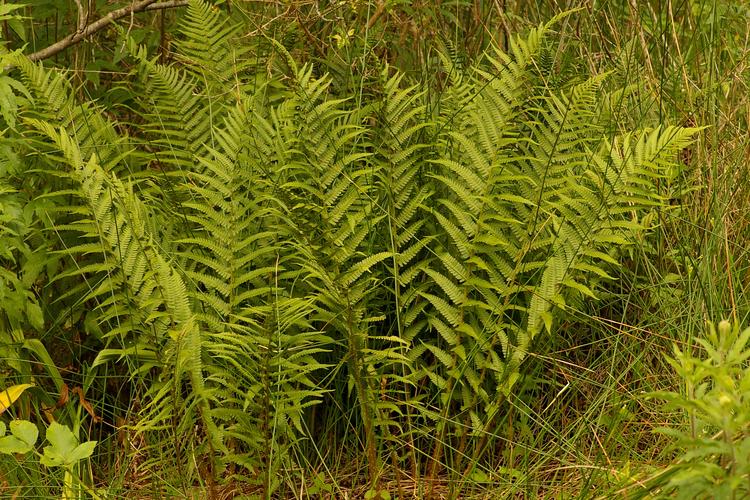 Dryopteris filix-mas.