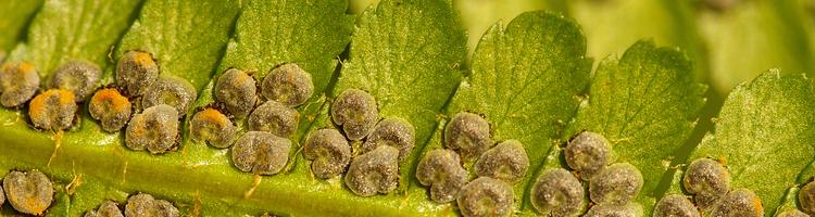 Dryopteris filix-mas.