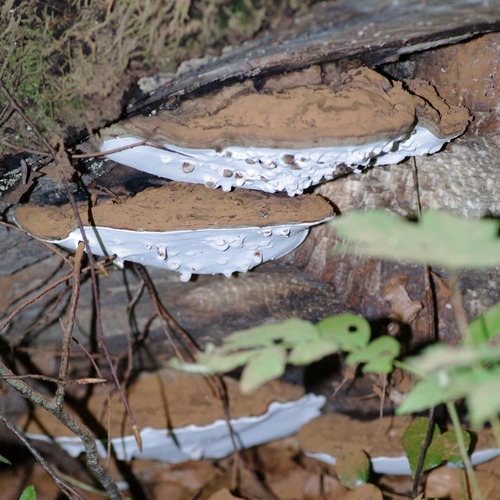 Ganoderma applanatum.