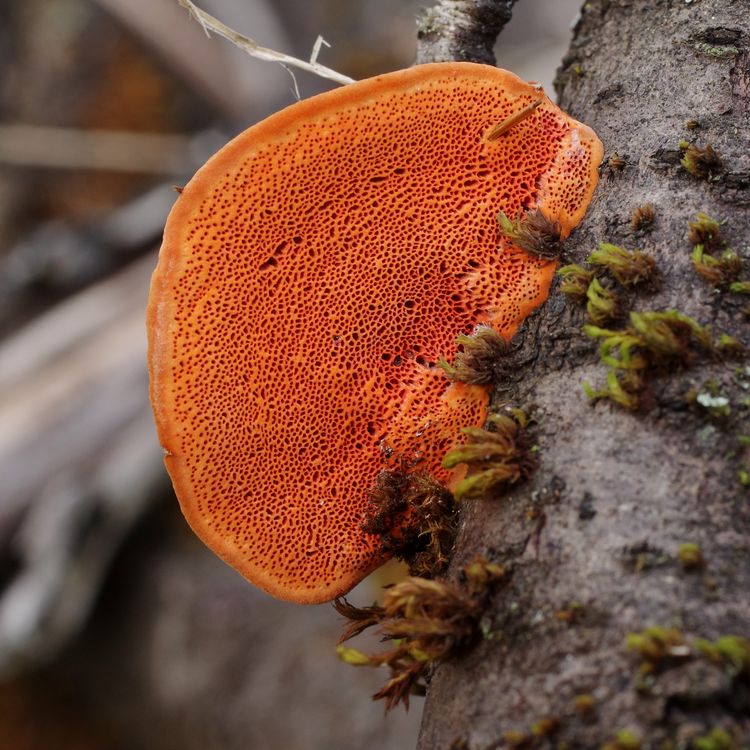 Pycnoporus cinnabarinus.