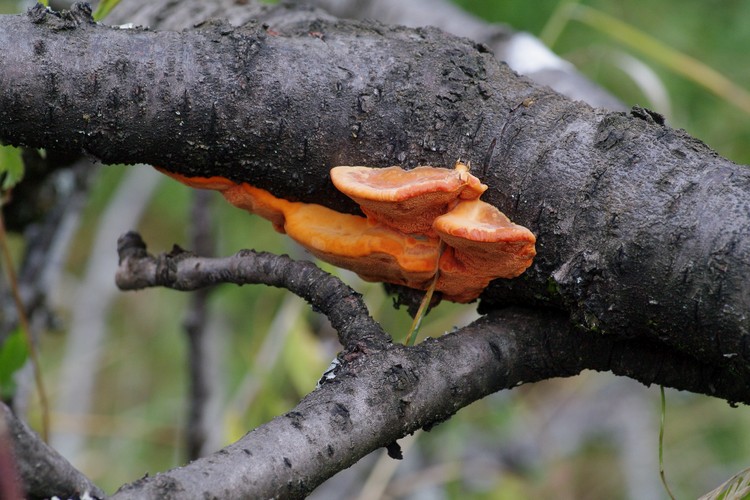 Pycnoporus cinnabarinus.