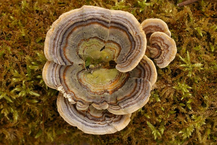 Trametes versicolor.