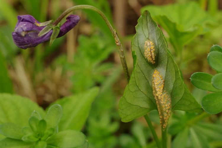 Puccinia violae.