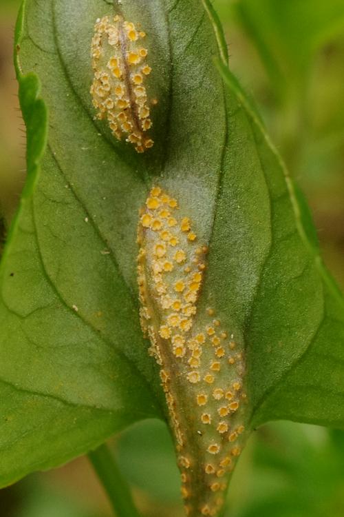 Puccinia violae.