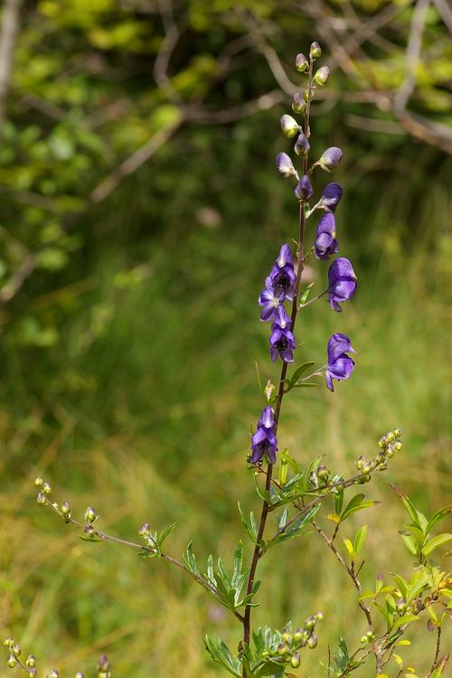 Aconitum napellus.