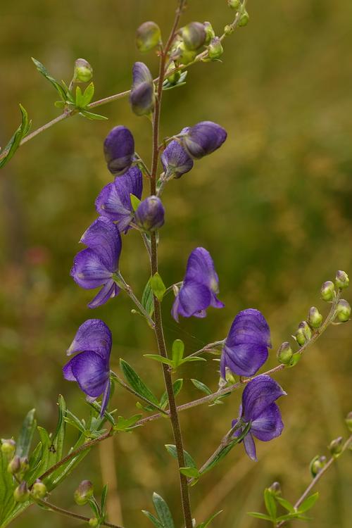 Aconitum napellus.