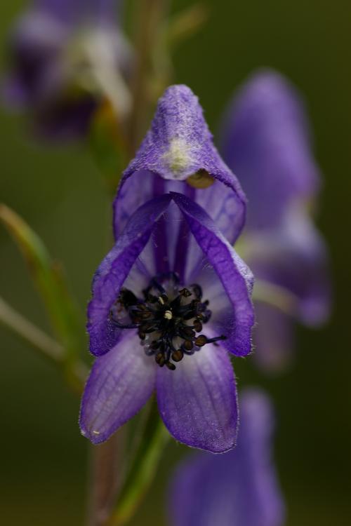 Aconitum napellus.