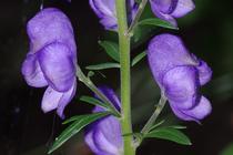 Aconitum napellus