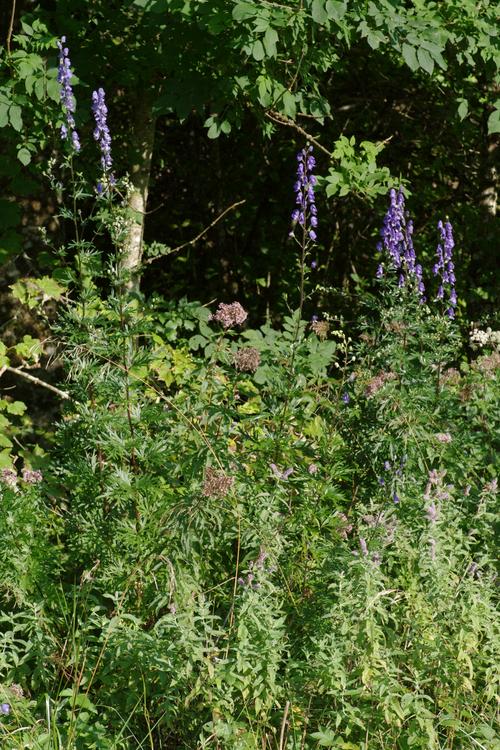 Aconitum napellus.