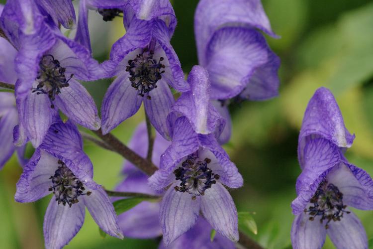 Aconitum napellus.