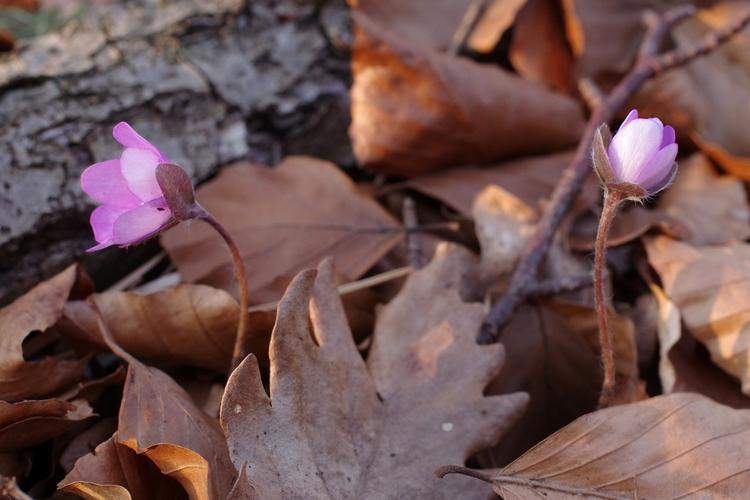 Anemone hepatica.