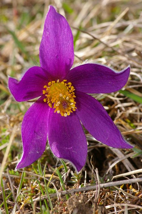 Pulsatilla vulgaris.