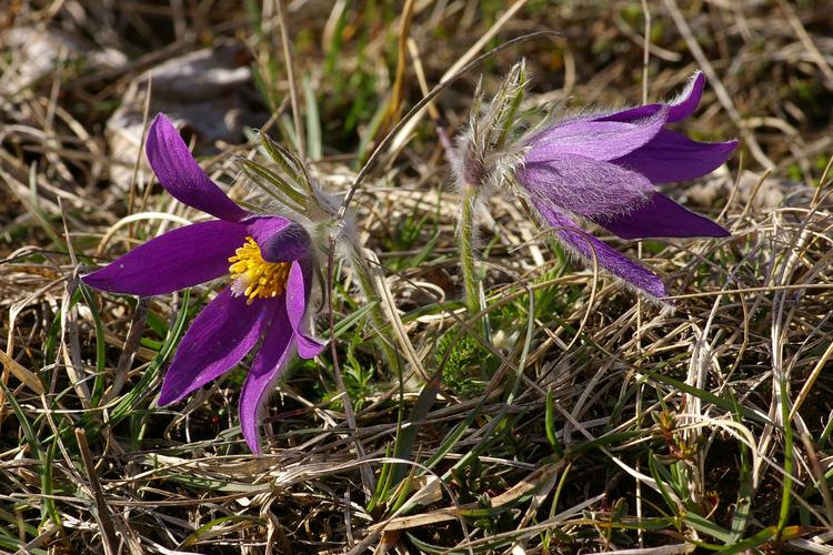 Pulsatilla vulgaris.