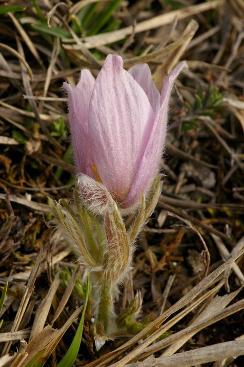 Pulsatilla vulgaris.