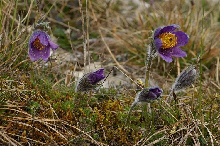 Pulsatilla vulgaris.