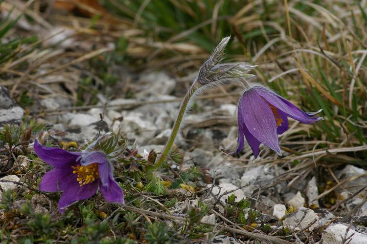 Pulsatilla vulgaris.