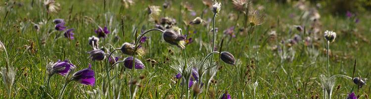 Pulsatilla vulgaris.