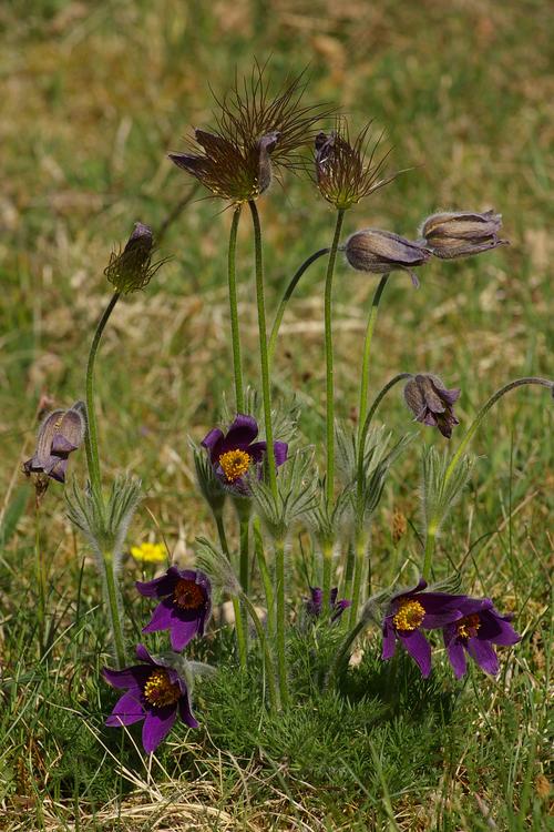 Pulsatilla vulgaris.