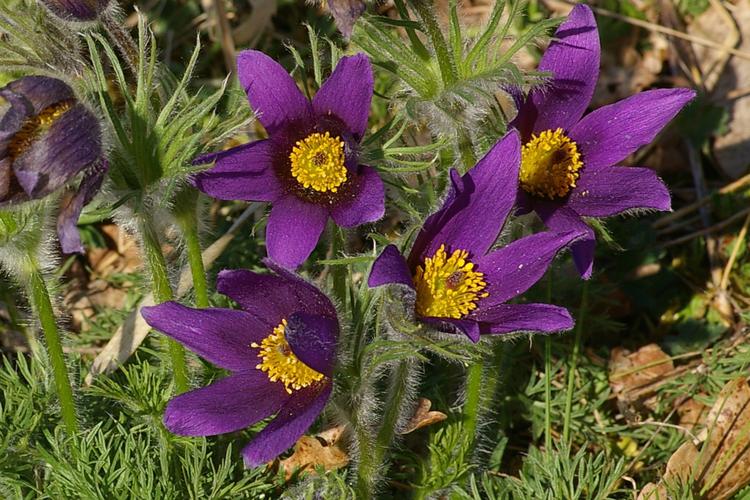 Pulsatilla vulgaris.