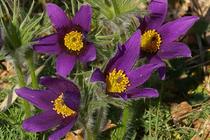 Anemone pulsatilla