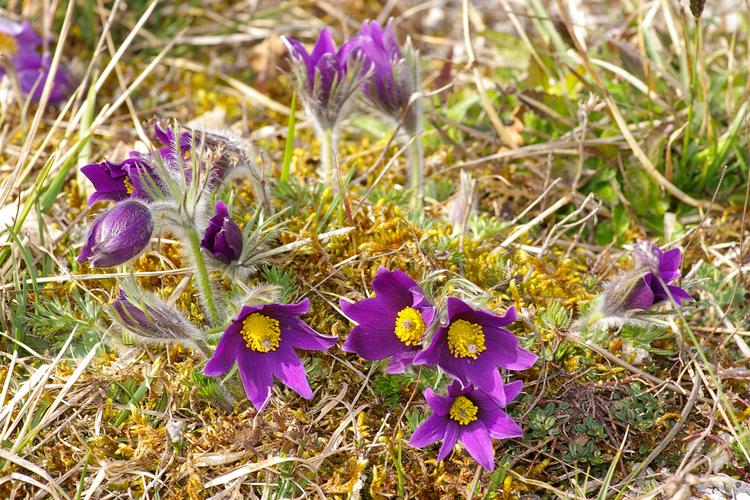 Pulsatilla vulgaris.