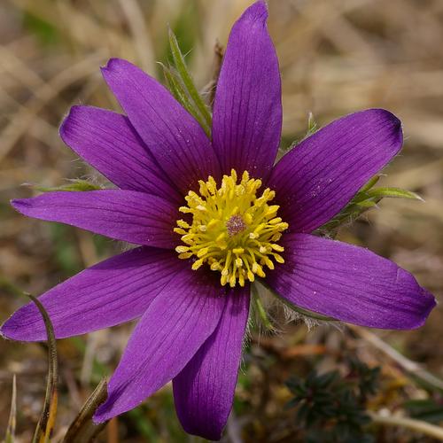 Pulsatilla vulgaris.