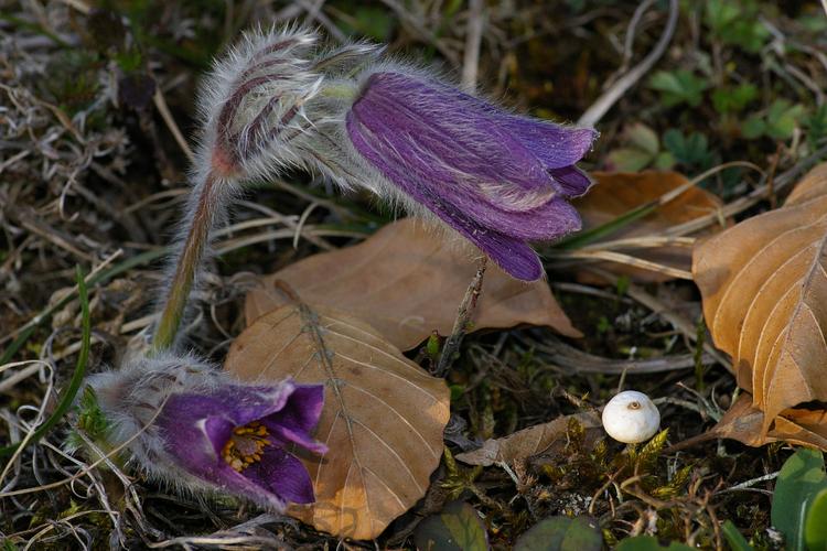 Pulsatilla vulgaris.