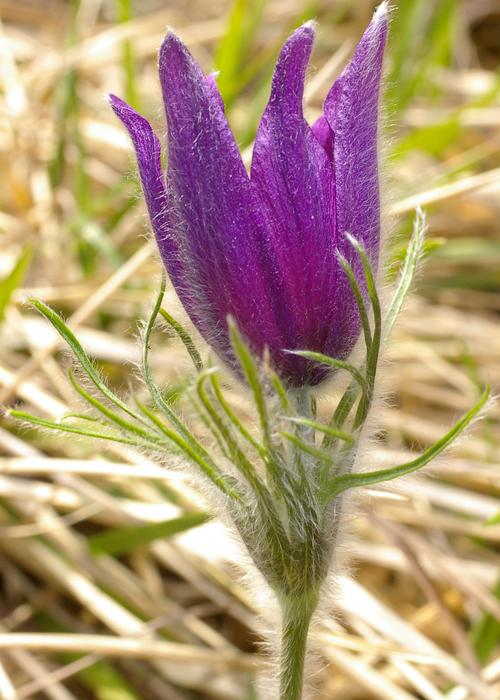 Pulsatilla vulgaris.