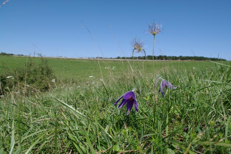 Pulsatilla vulgaris.