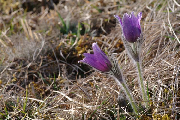 Pulsatilla vulgaris.