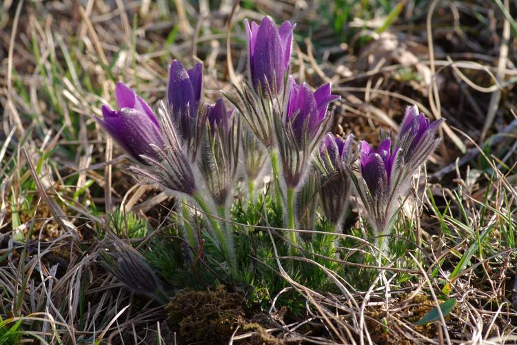 Pulsatilla vulgaris.