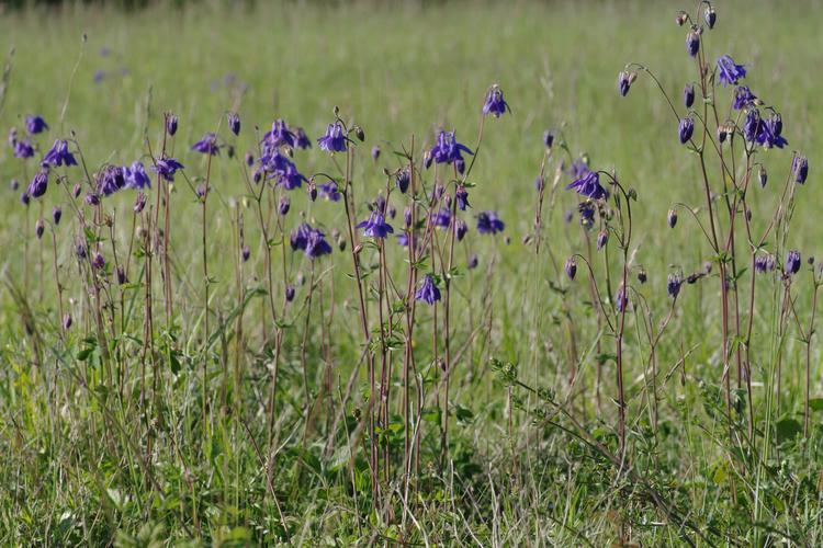 Aquilegia vulgaris.