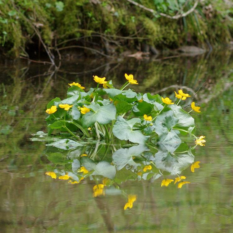 Caltha palustris.