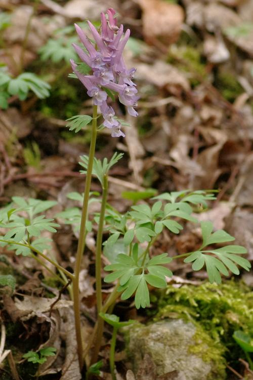 corydalis solida.