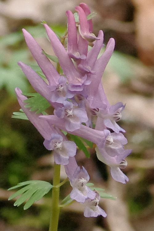 corydalis solida.