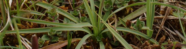 Ranunculus gramineus.