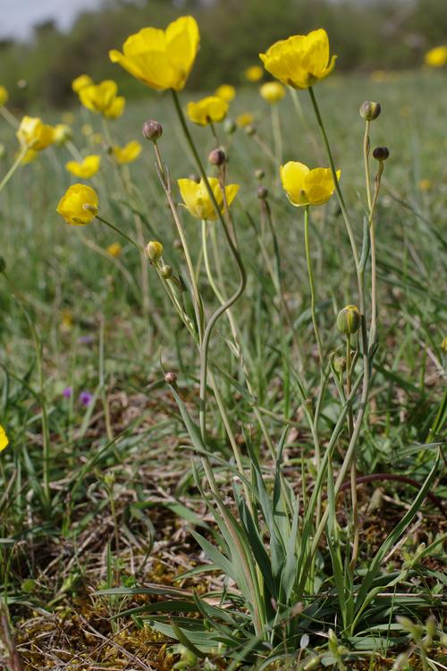 Ranunculus gramineus.