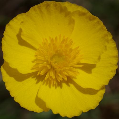 Ranunculus gramineus.