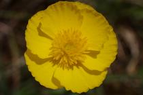 Ranunculus gramineus.