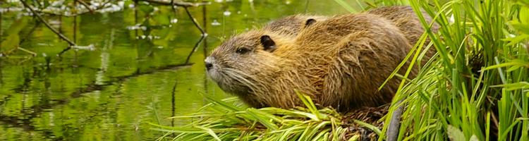 Myocastor coypus.