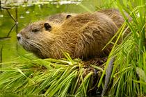 Myocastor coypus