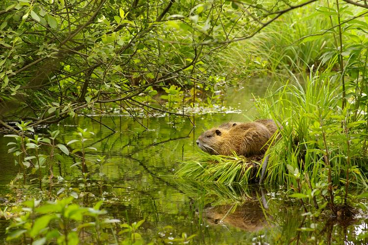 Myocastor coypus.