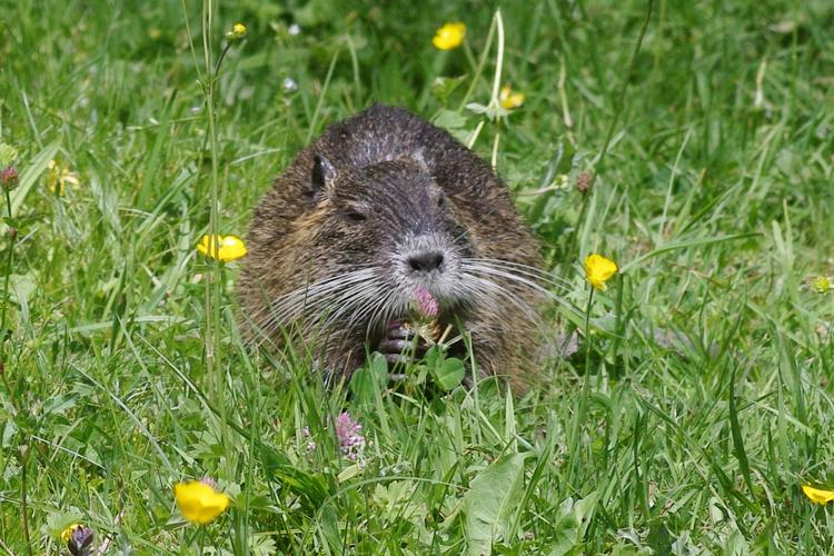 Myocastor coypus.