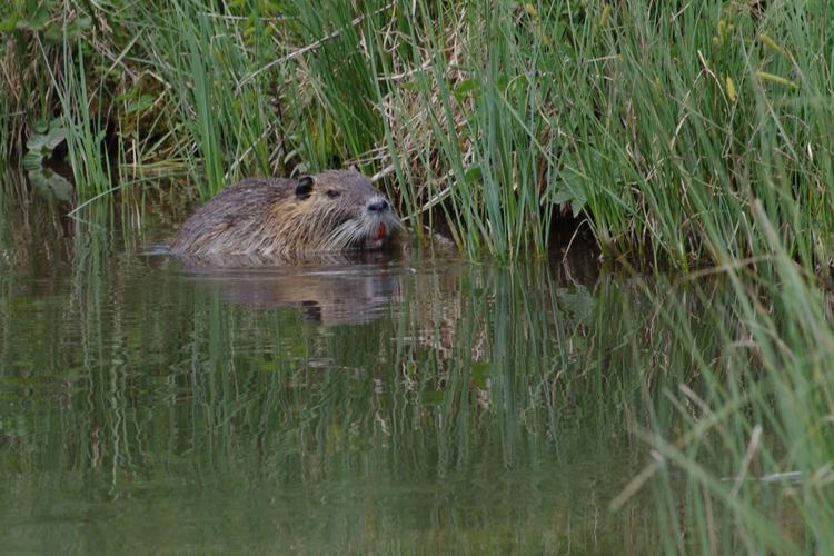 Myocastor coypus.